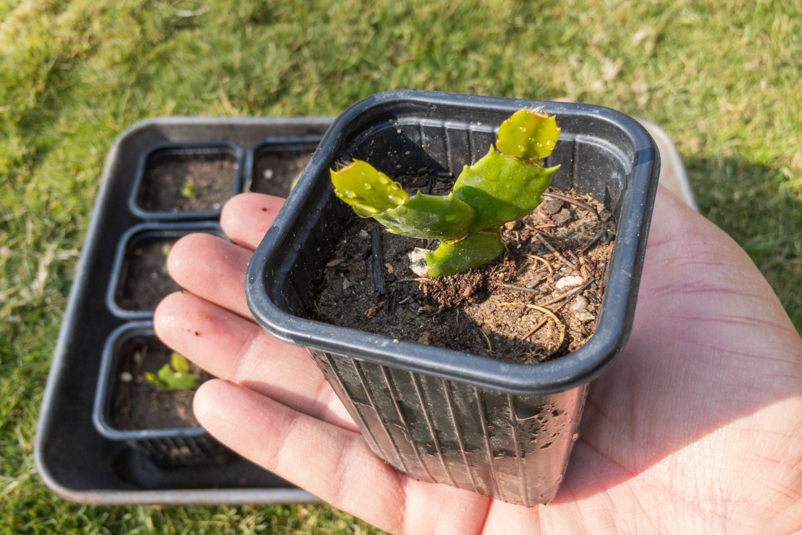 christmas cactus seedling