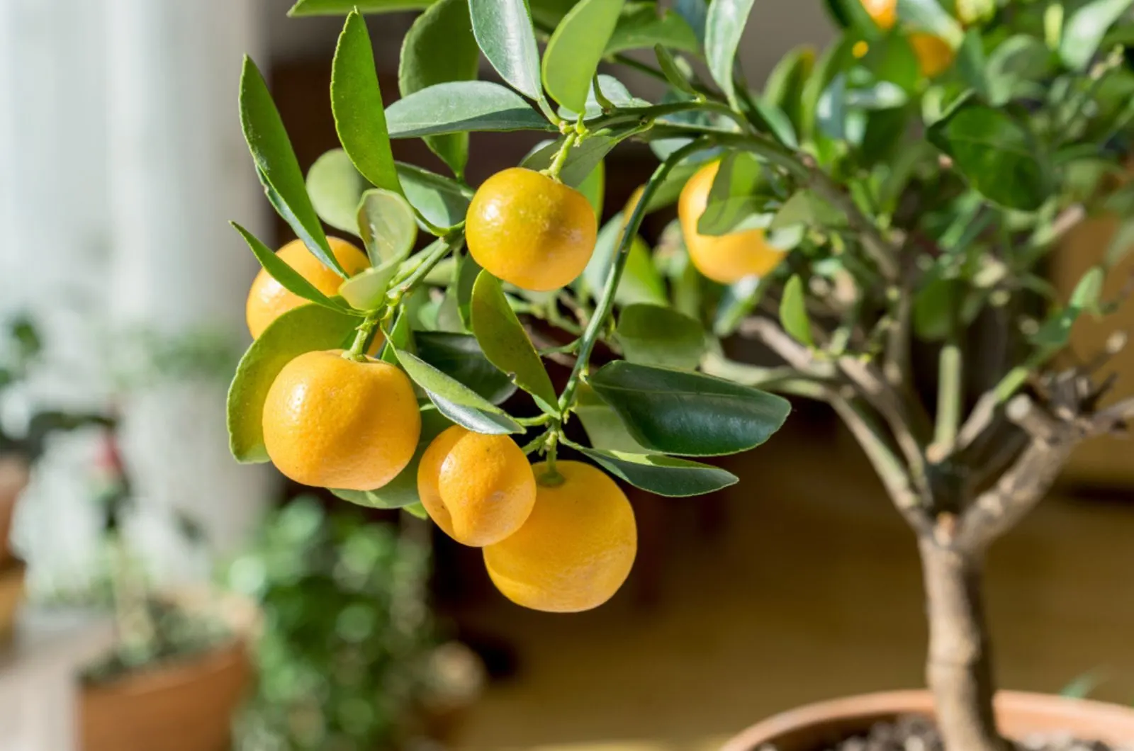 citrus tree in a pot