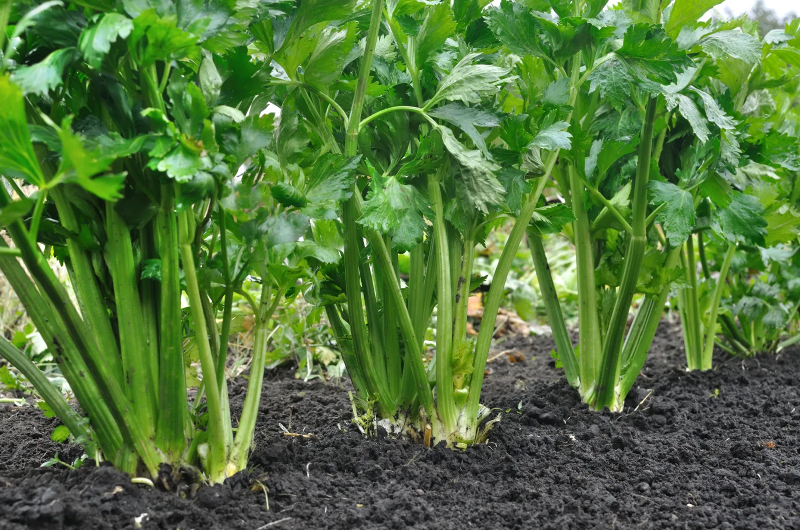 close-up of celery plantation