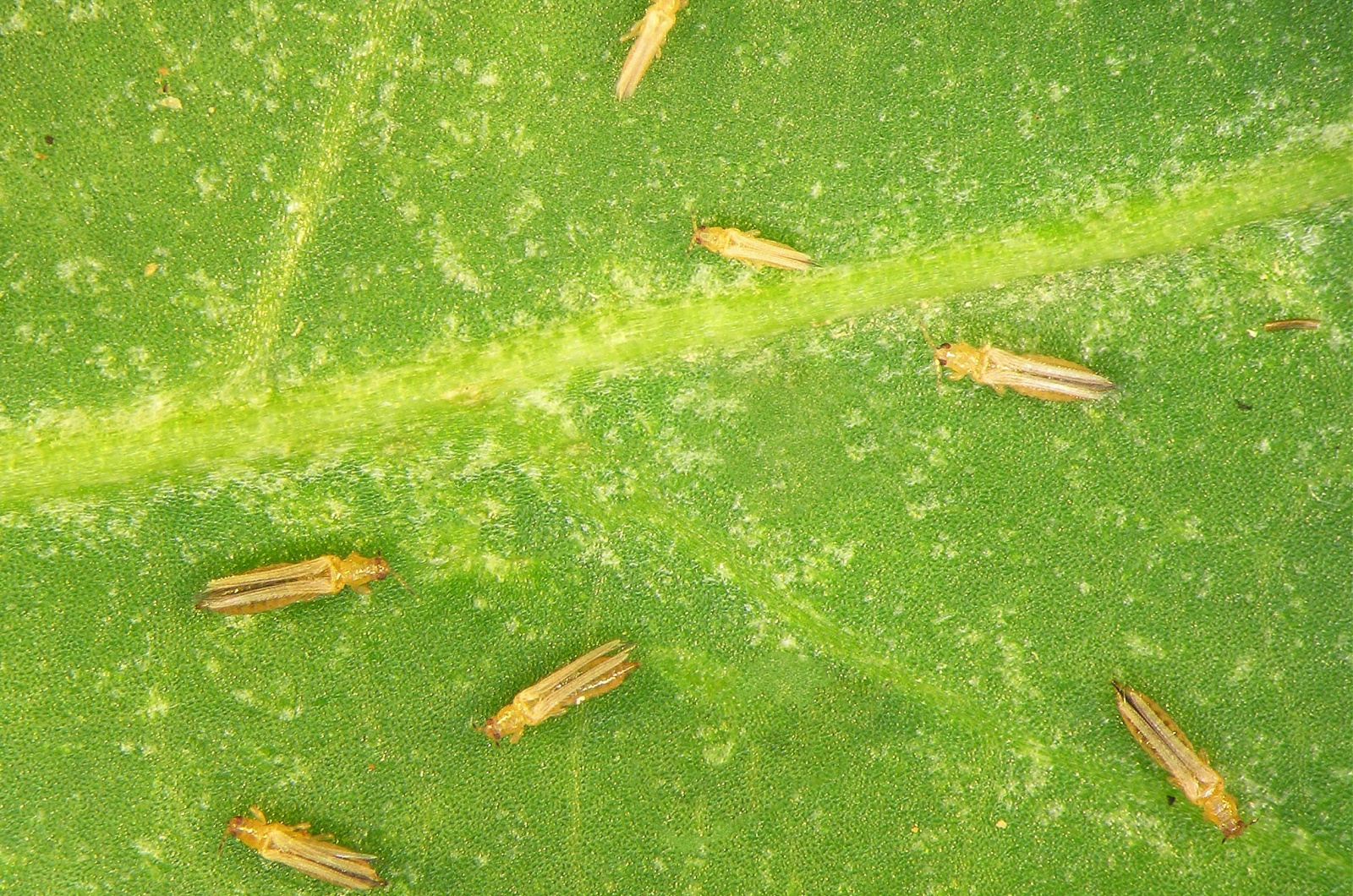 close-up photo of Thrips