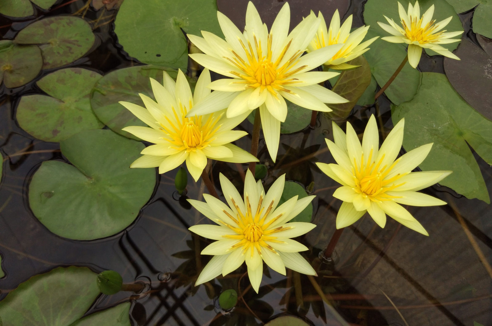 close-up photo of beautiful yellow lotus