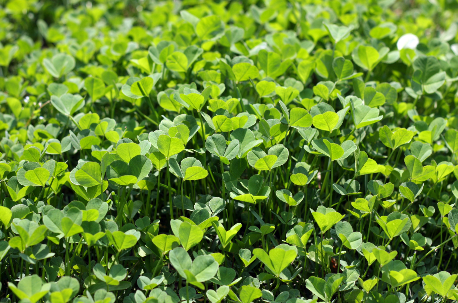 close-up photo of clover lawn