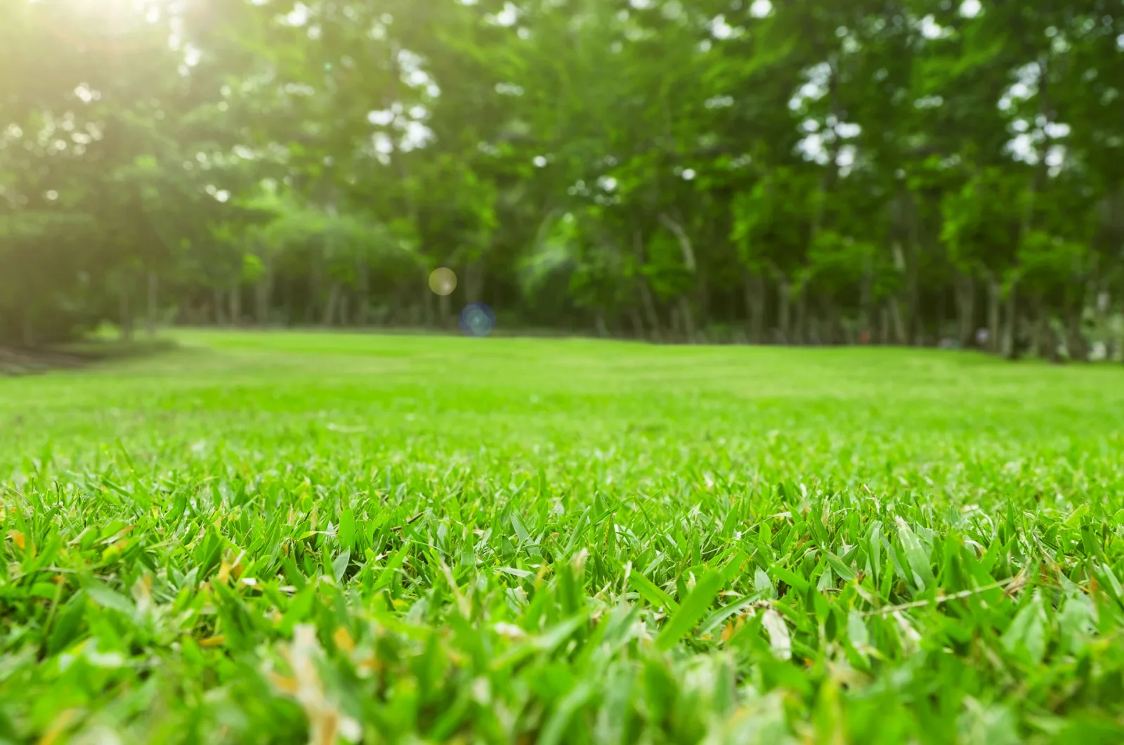 close-up photo of green grass