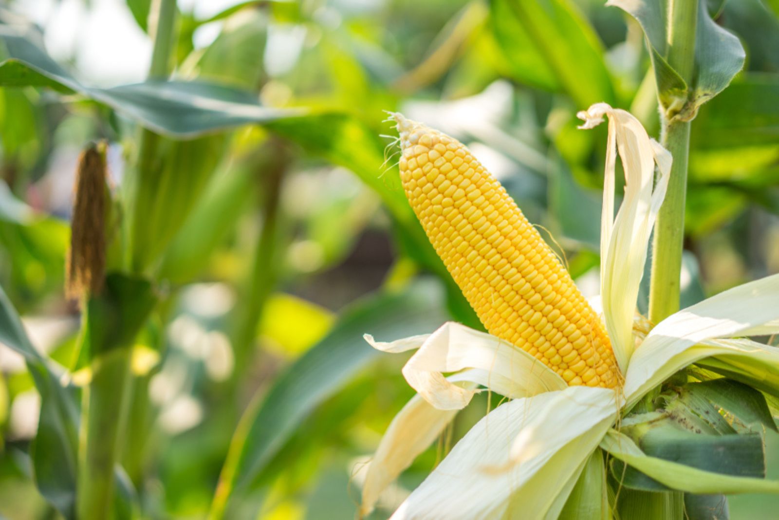 corn with kernels attached to cob on the stalk