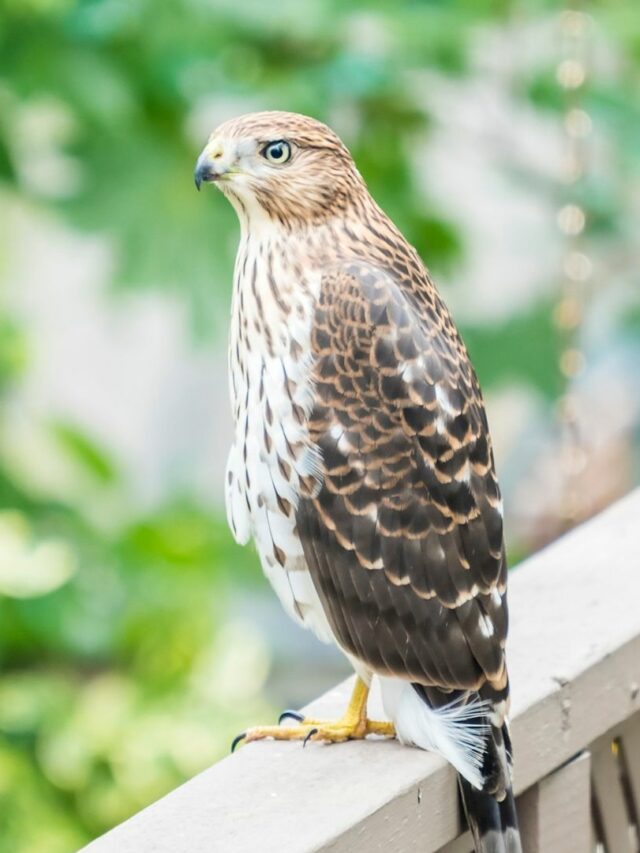 Here’s Why Having A Cooper's Hawk