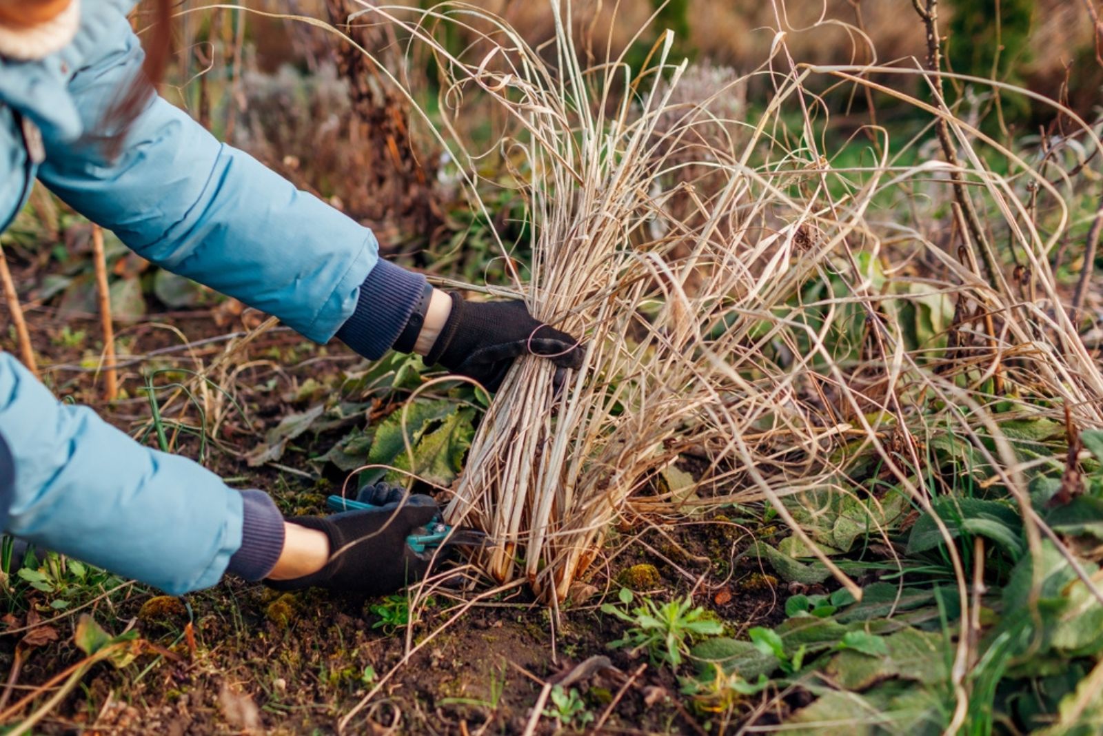 cutting dry grass from garden bed