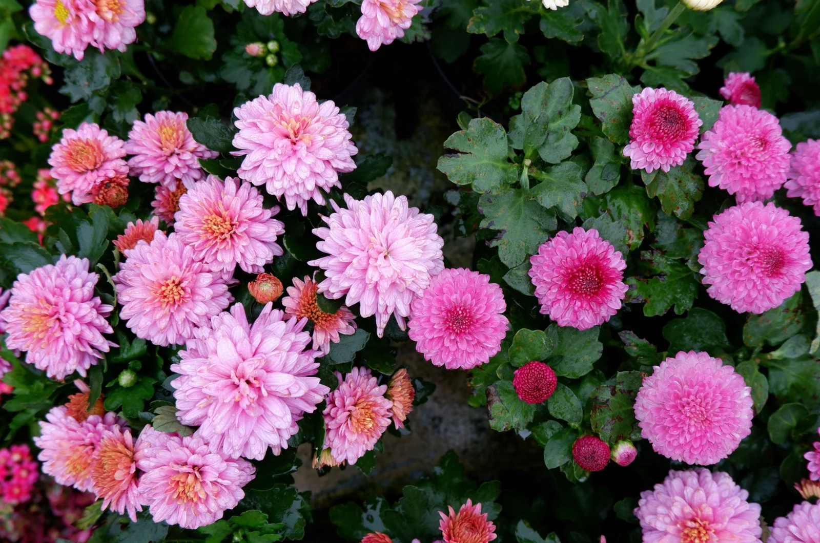 different types and colors of chrysanthemums in a flower garden