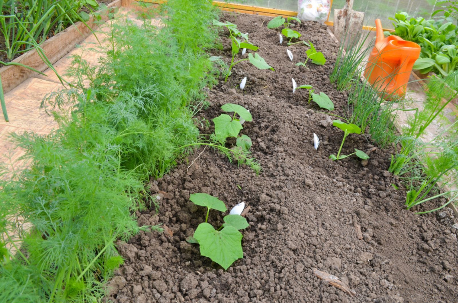 dill and cucumber growing together in garden