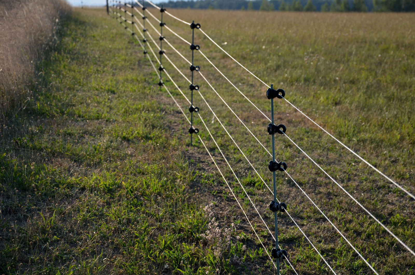 electric fence on a pasture