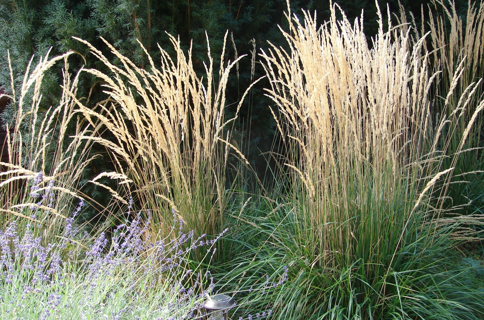 feather reed grass