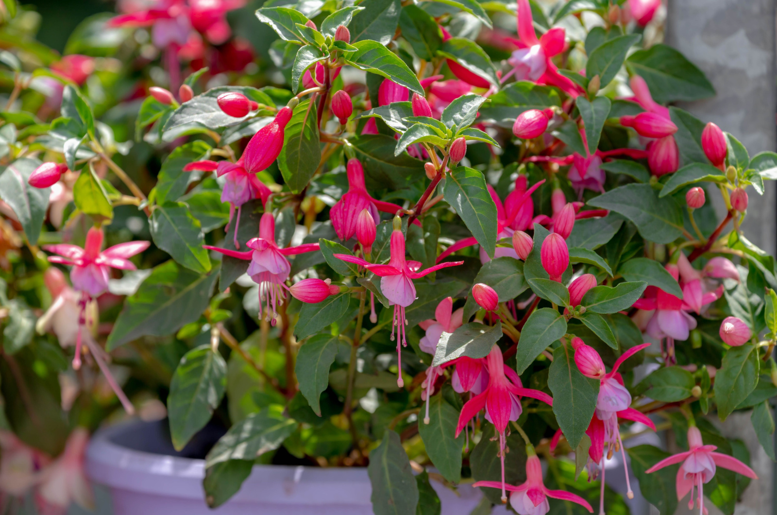 fuchsia plant with pink flowers
