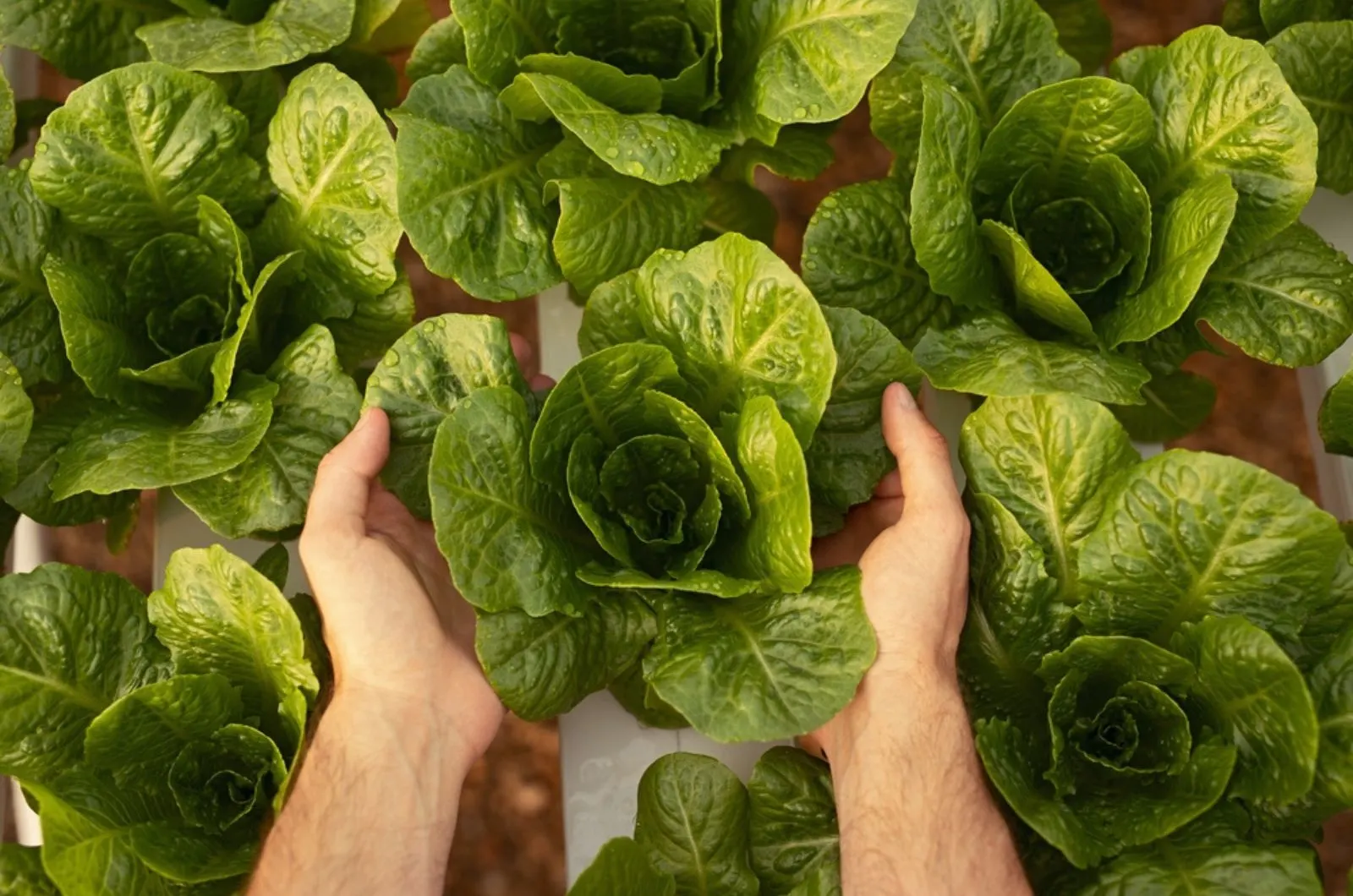 gardener put lettuce indoor for growing