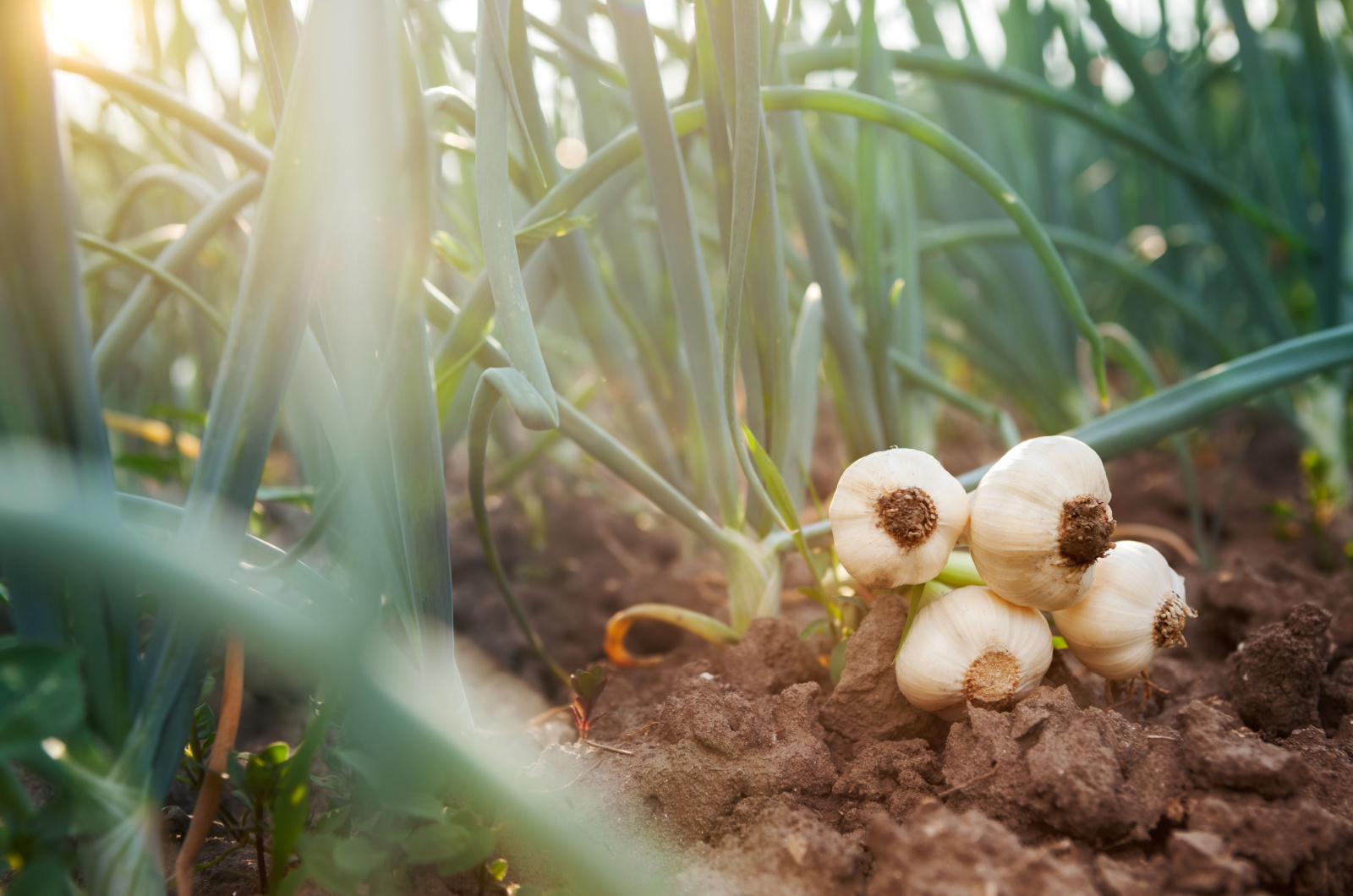garlic in garden