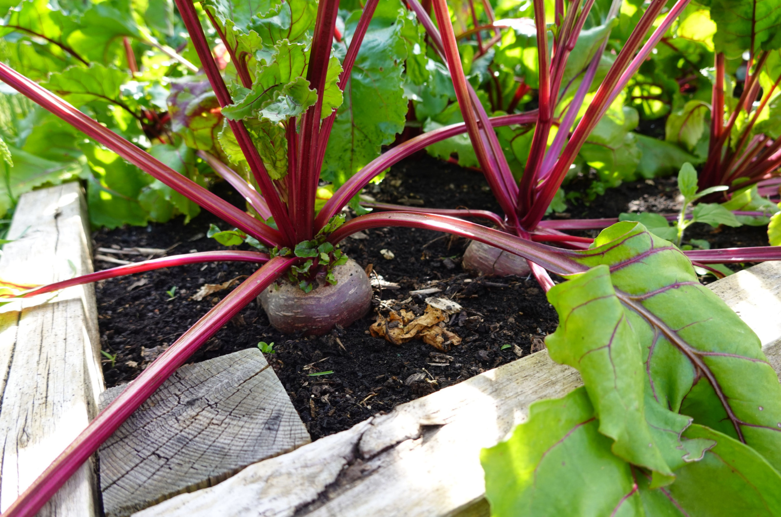 growing beets in the garden