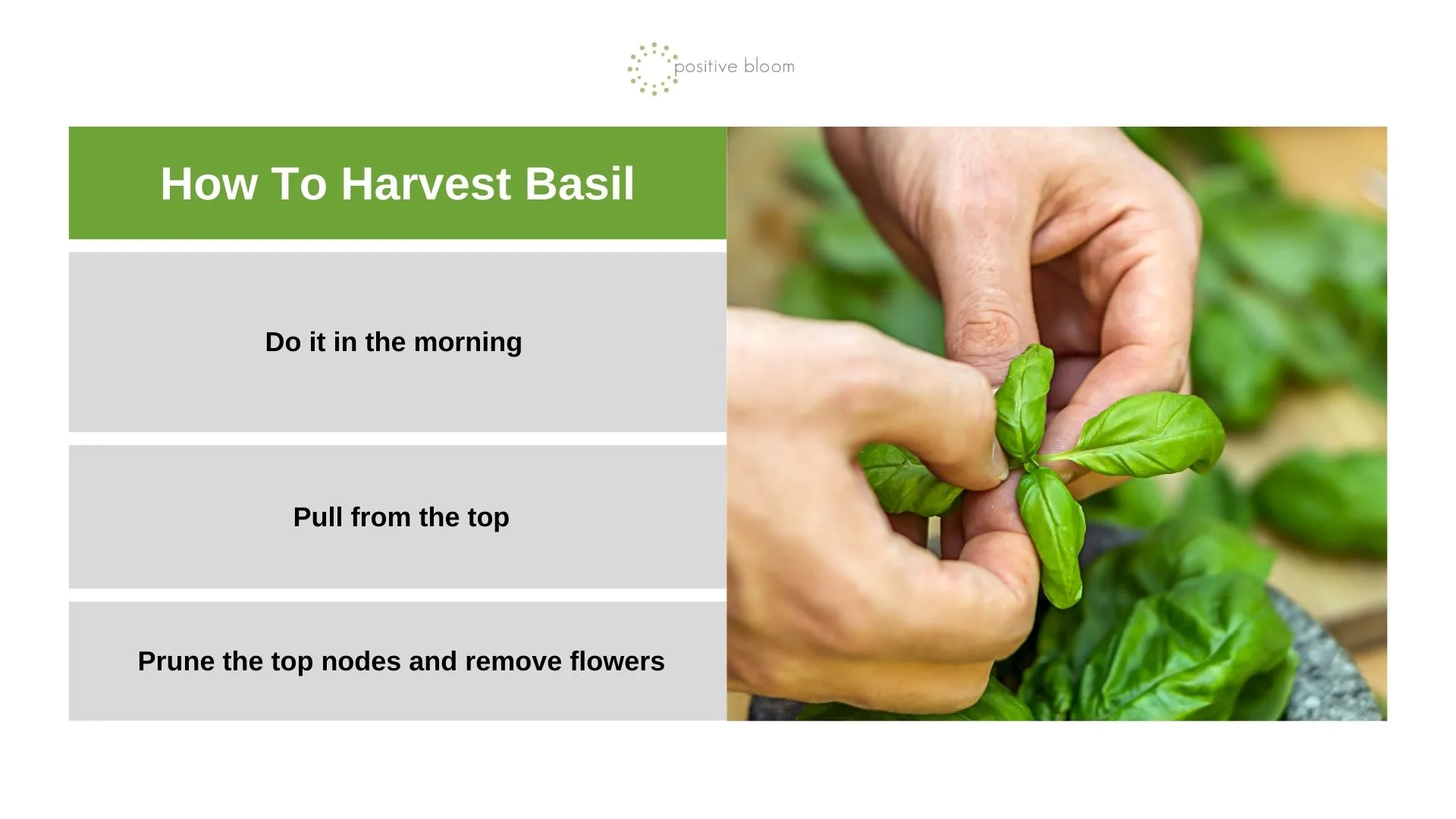 harvest basil