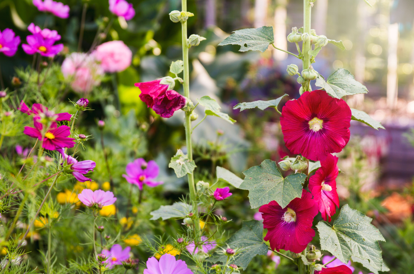 hollyhock flowers bloom mixed with garden cosmos and poppies in a garden