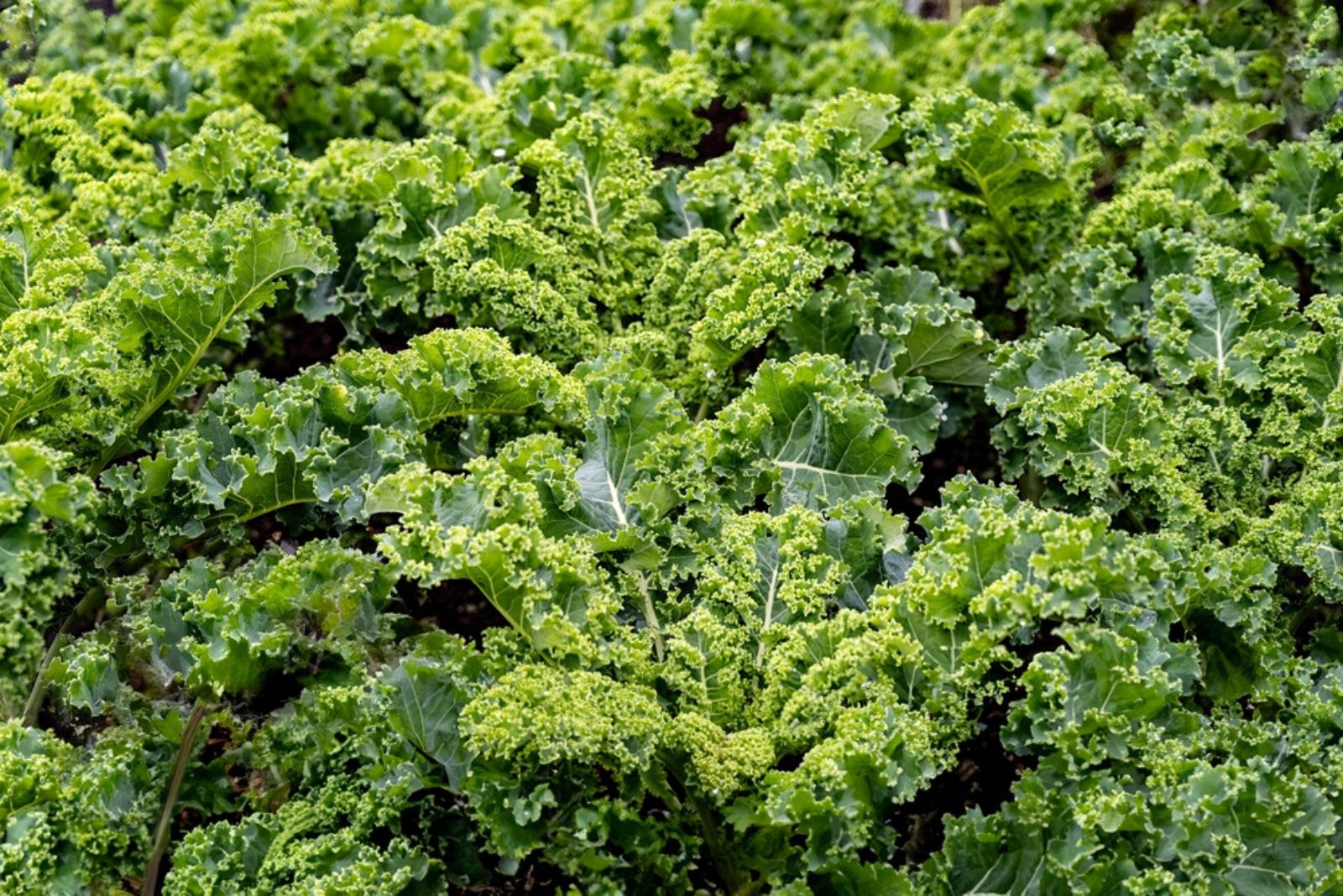 kale plants in garden