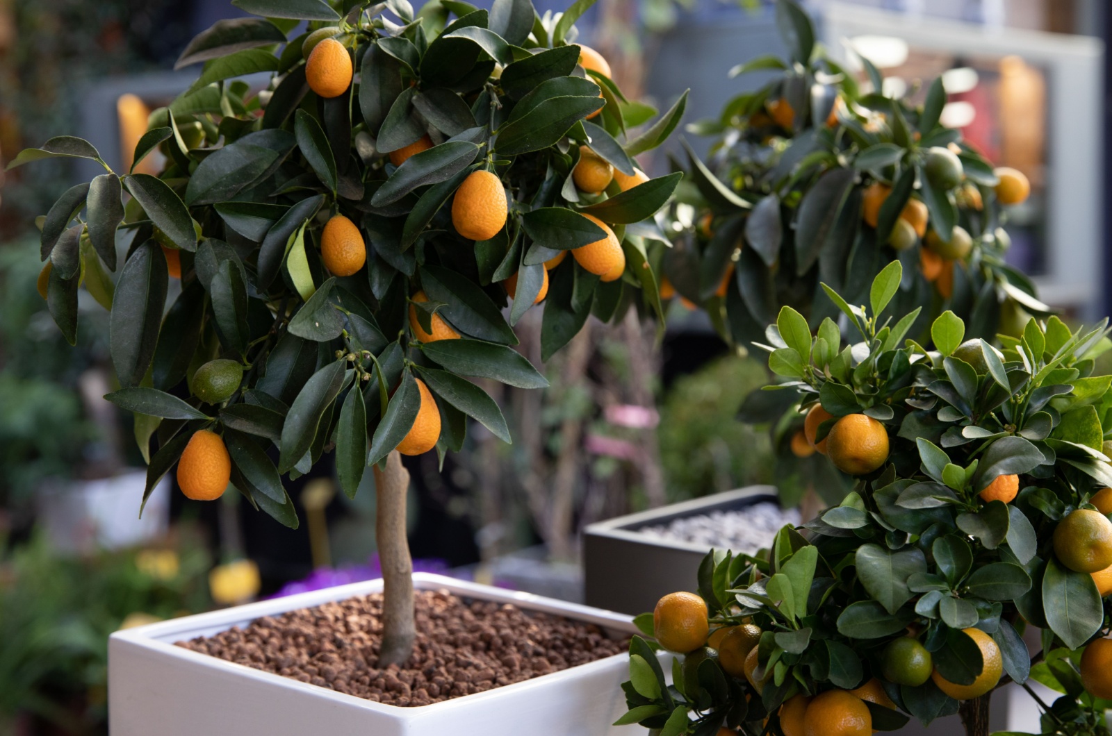 kumquat tree