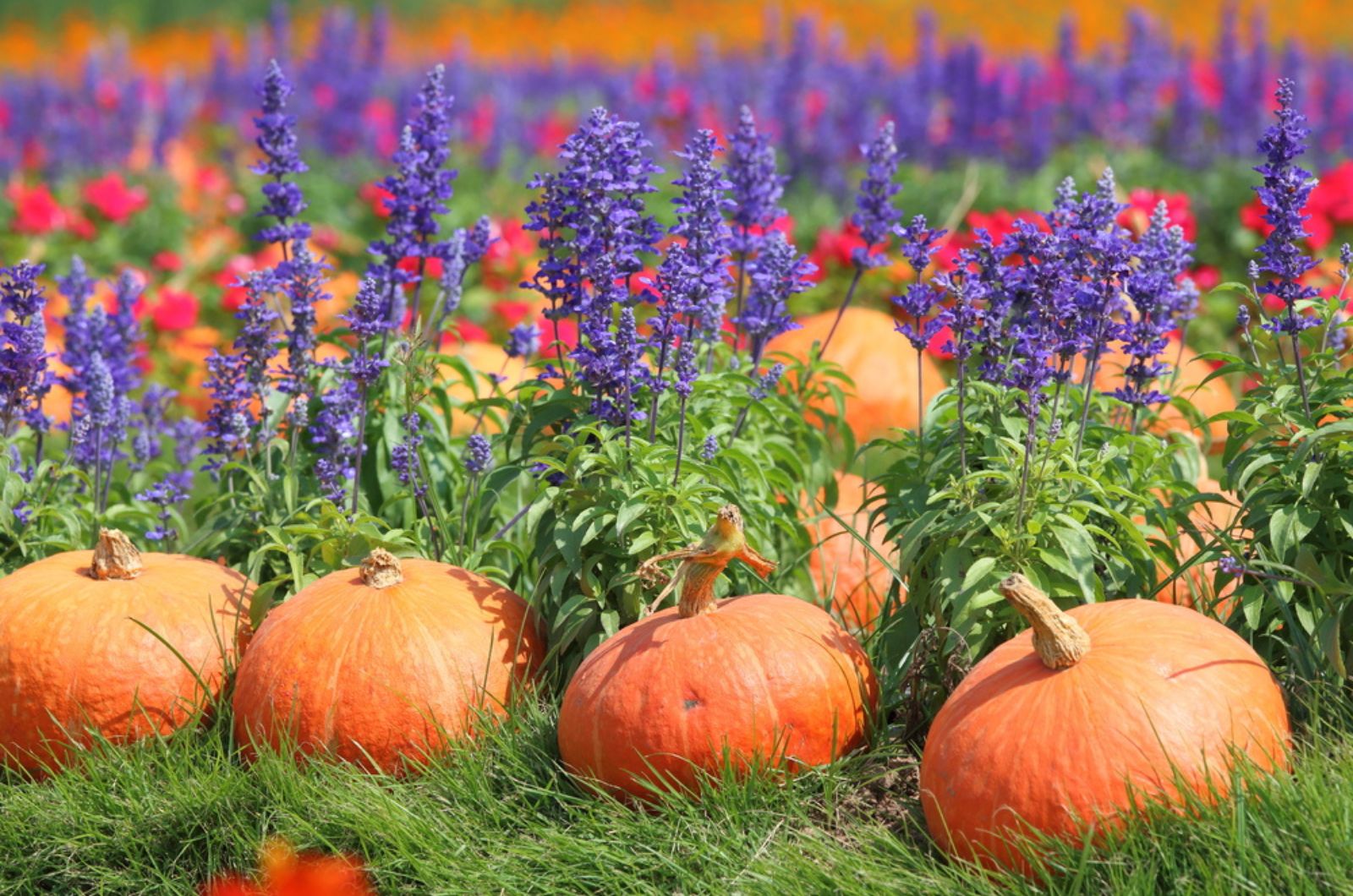 lavender flowers with pumpkins