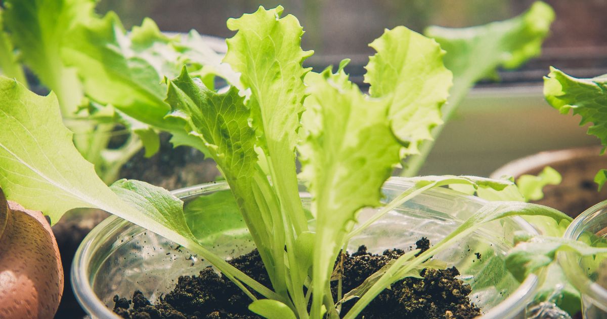 Grow Indoor Lettuce – Double the Yield, Double the Speed