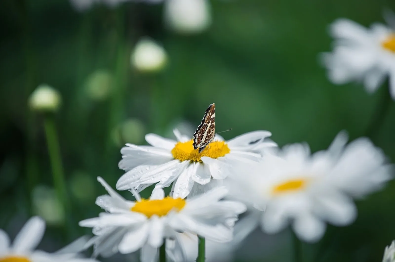little butterfly on the shasta daisy
