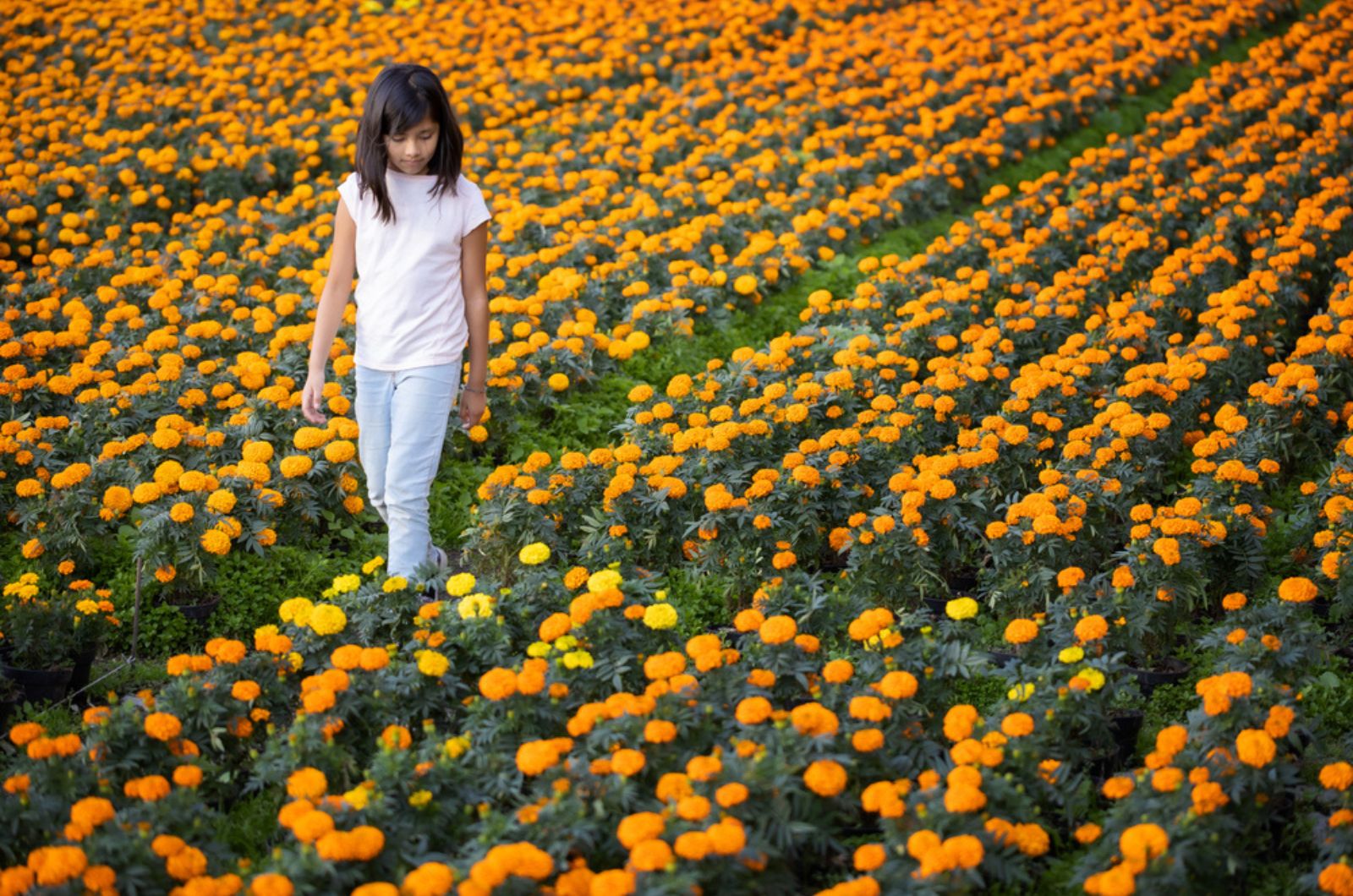 little girl walking through mexican marigolds field
