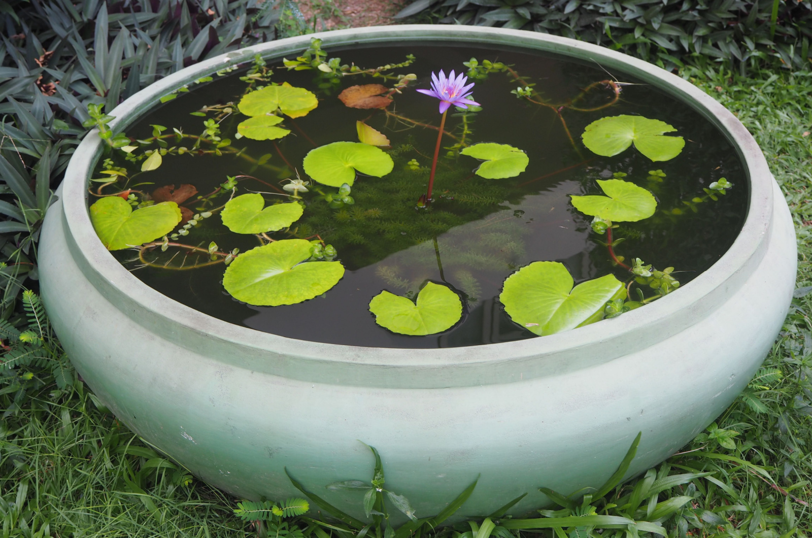 lotus in a big pot
