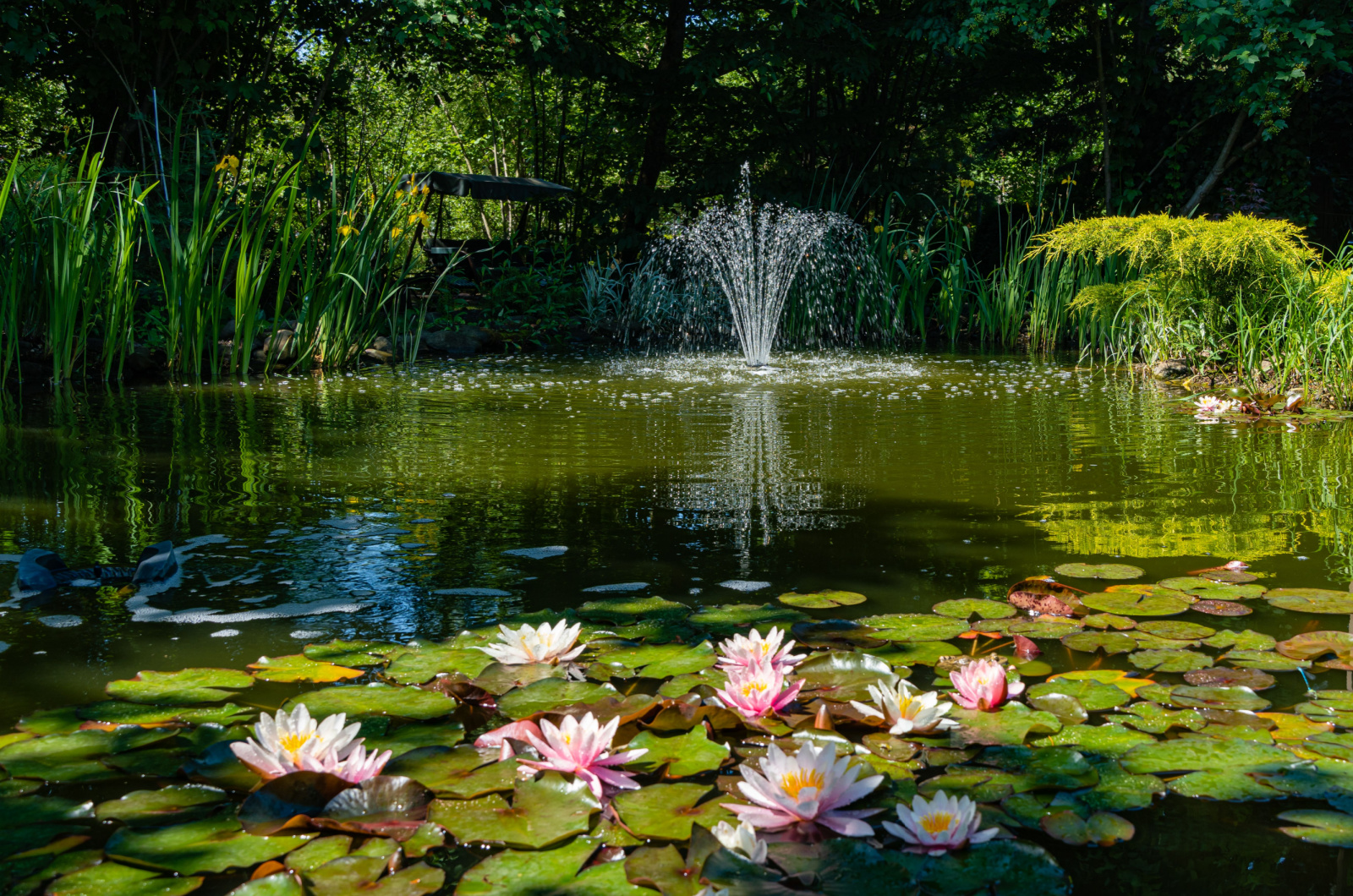 lotuses in a pond