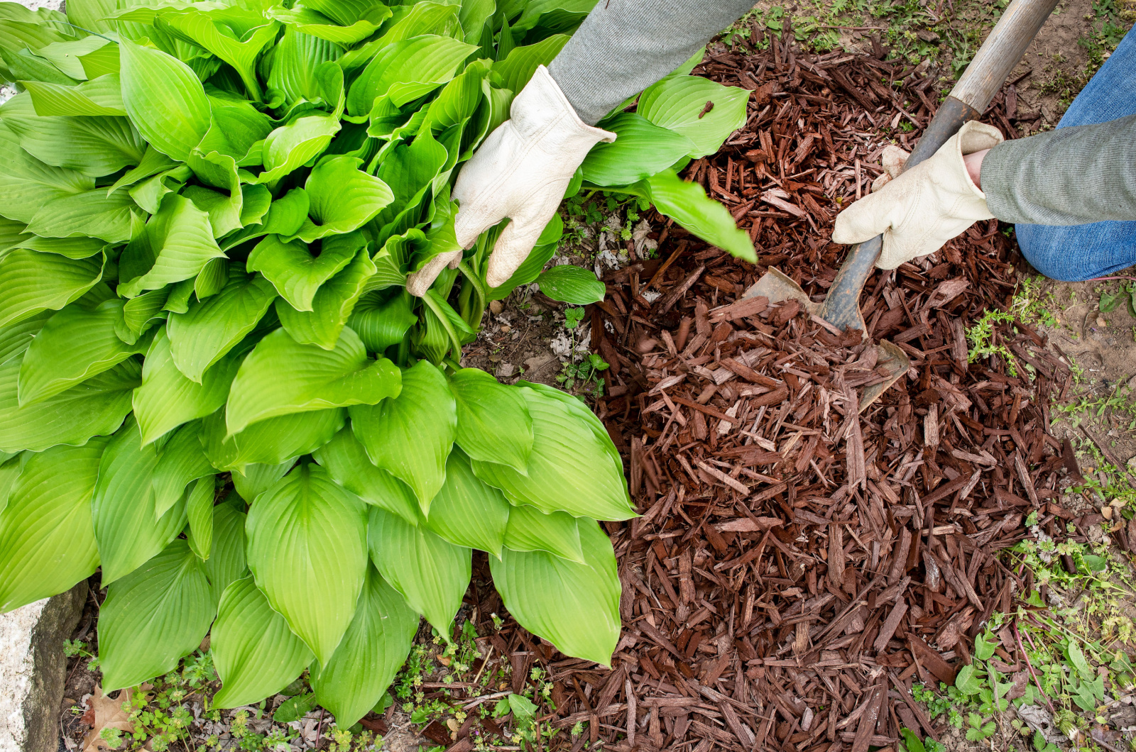 man wearing garden work gloves spreading brown wood chip mulch with shovel under green hosta plant