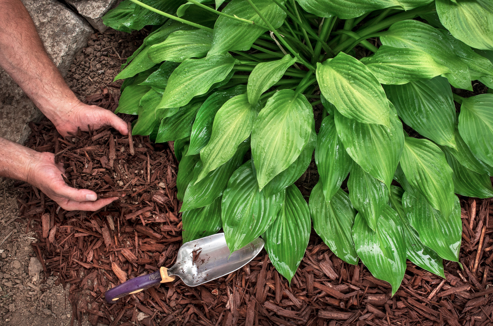 man wearing gardening gloves adding mulch to plant