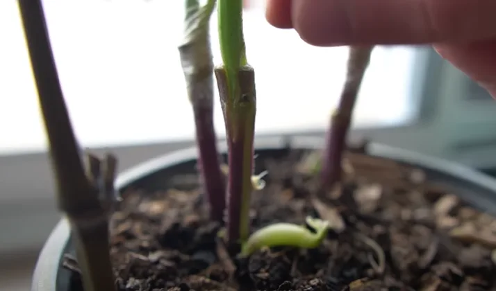 new plant coming out
