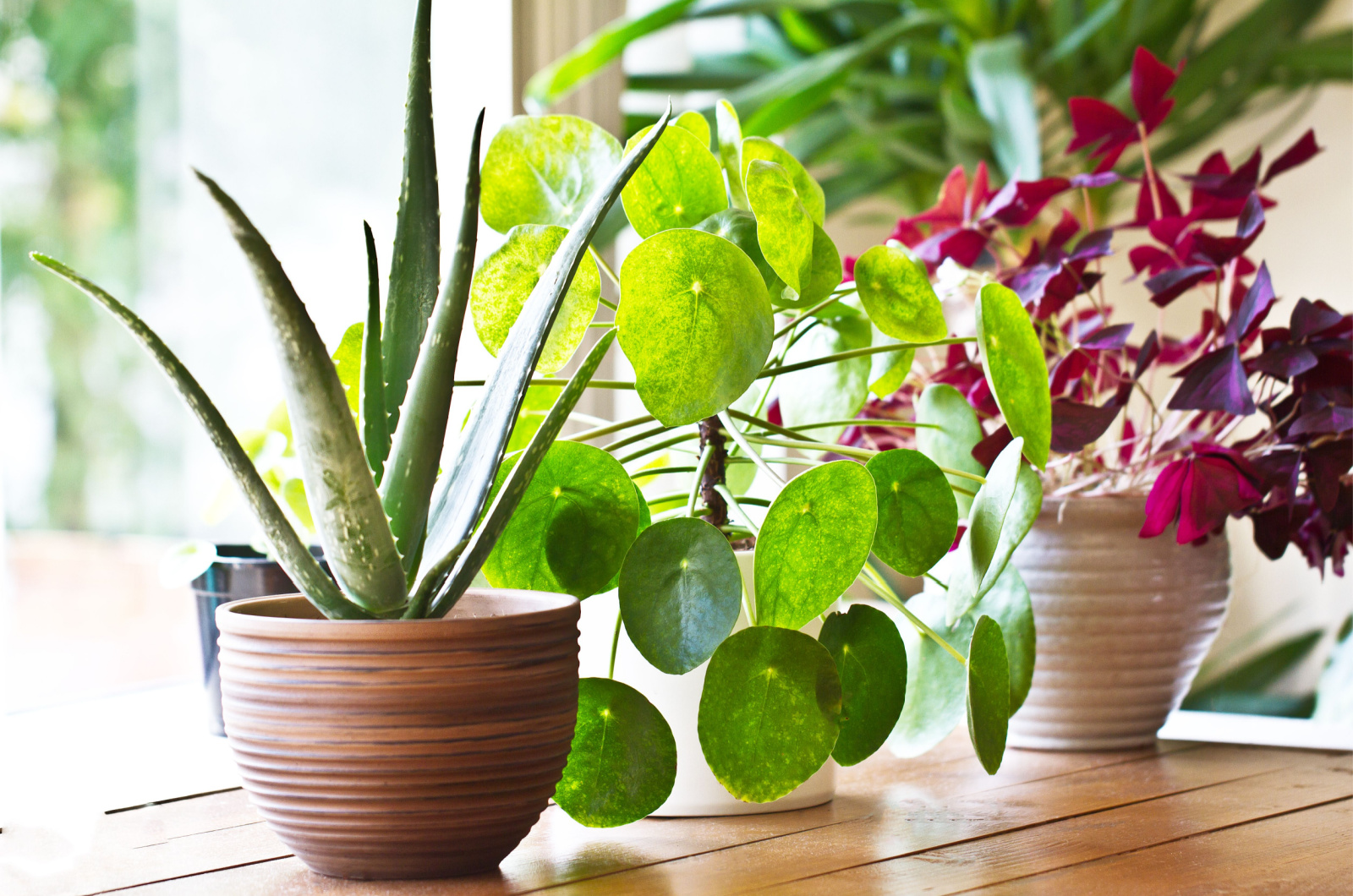 photo of plants indoors