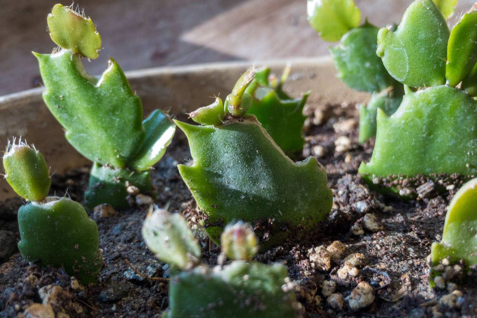 planted cuttings