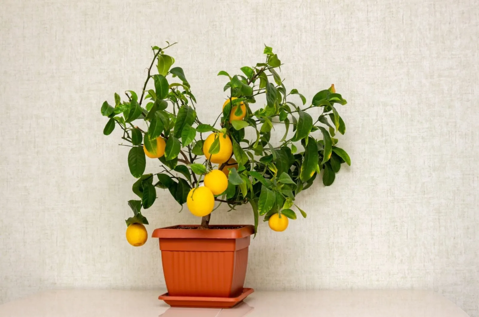 potted citrus plant