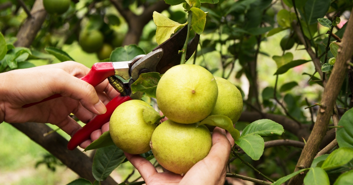 8 Tips To Help You Prune A Lemon Tree