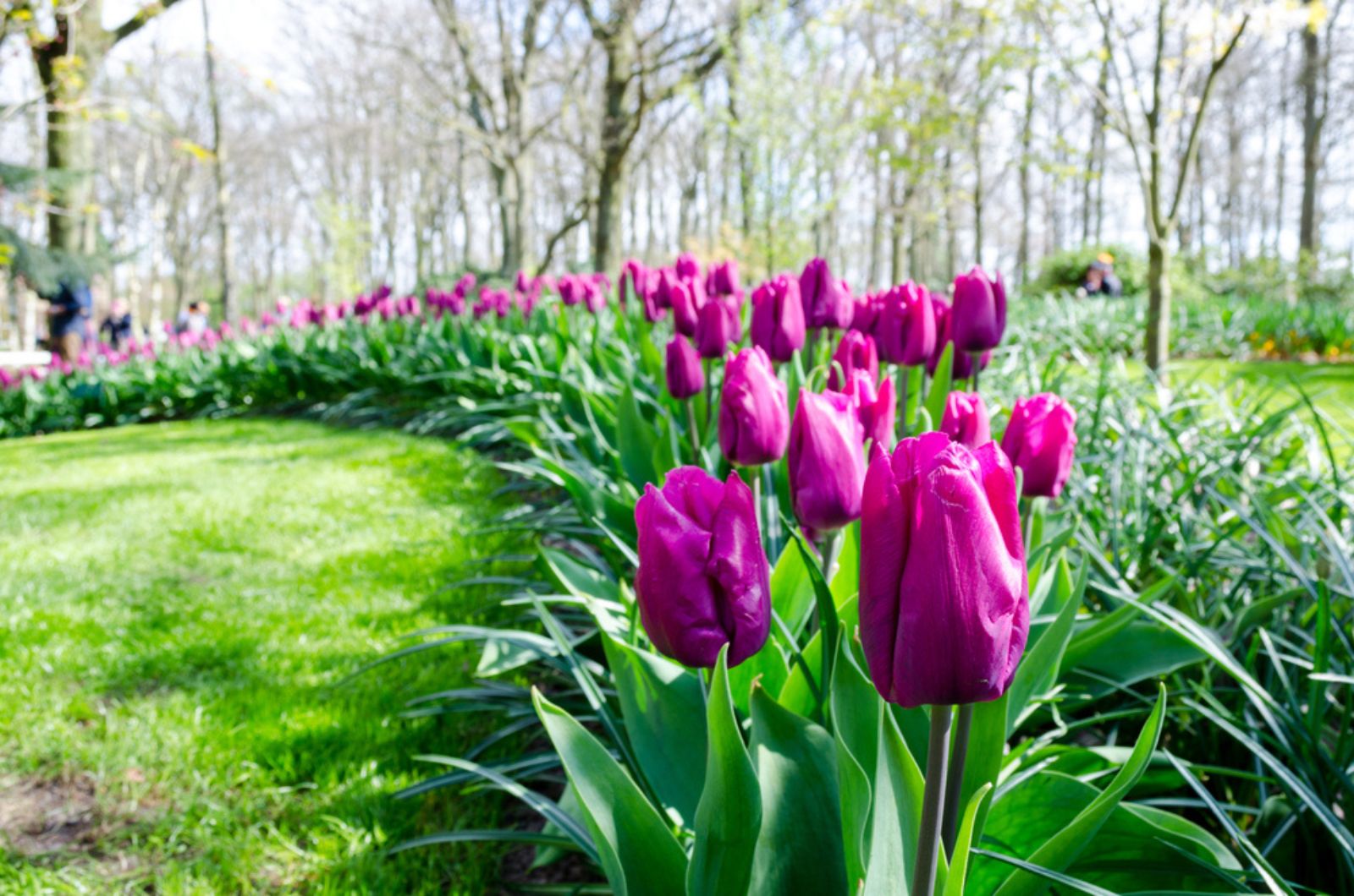 purple tulip garden