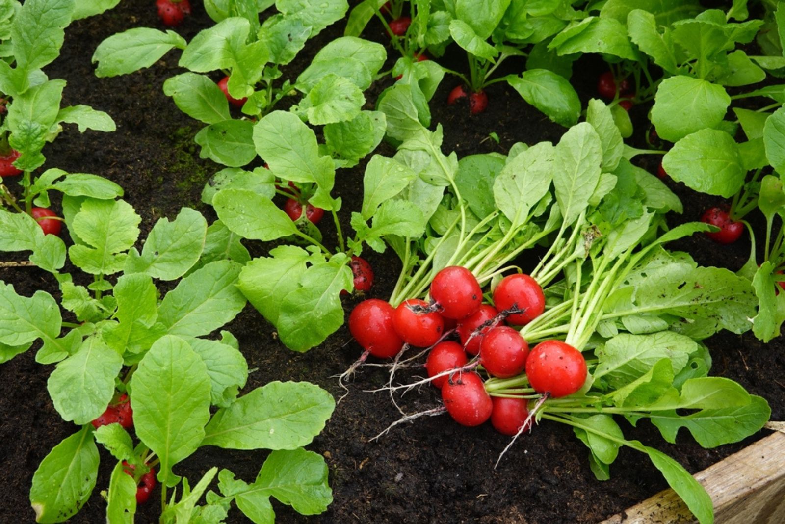 radishes in garden