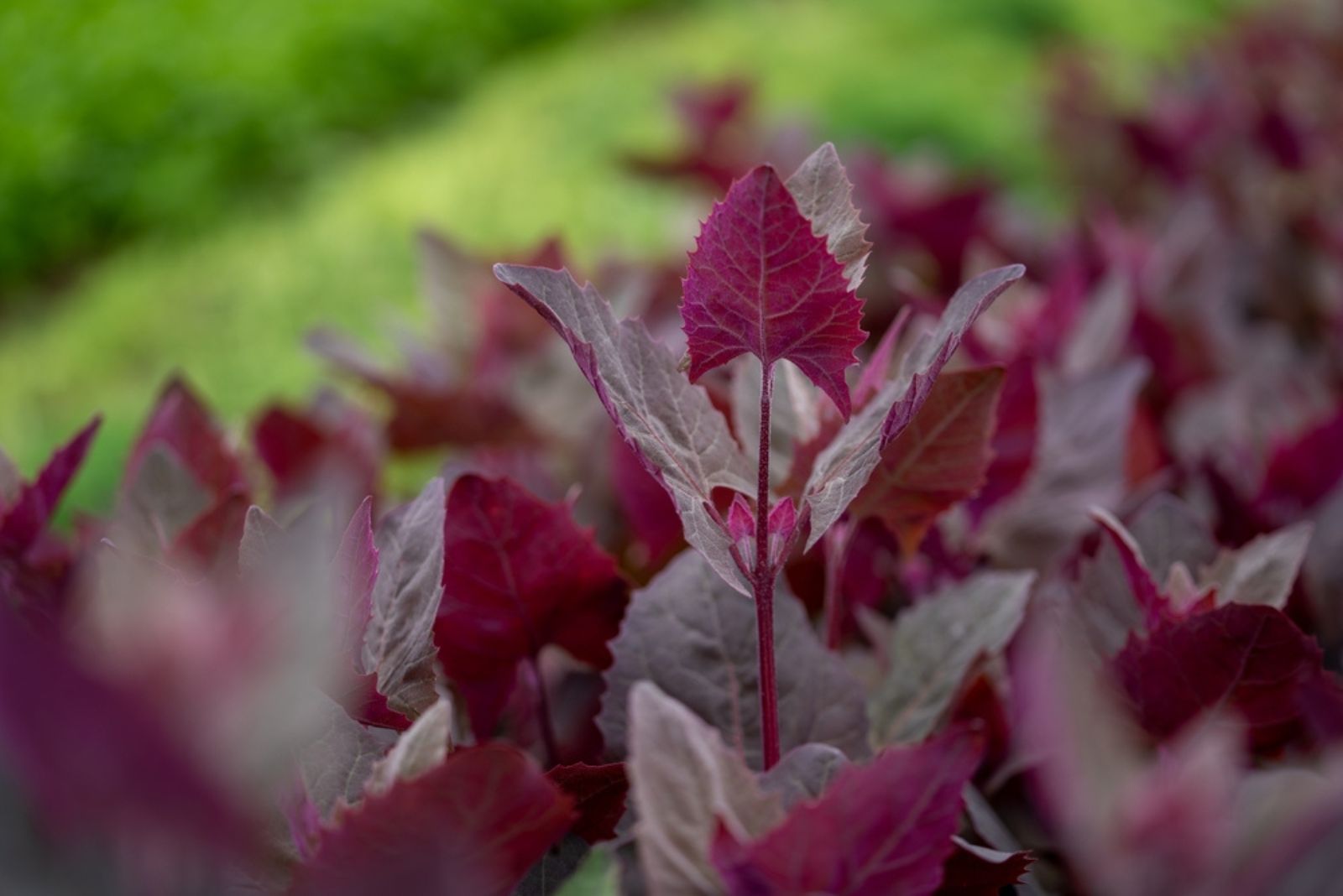 red orach