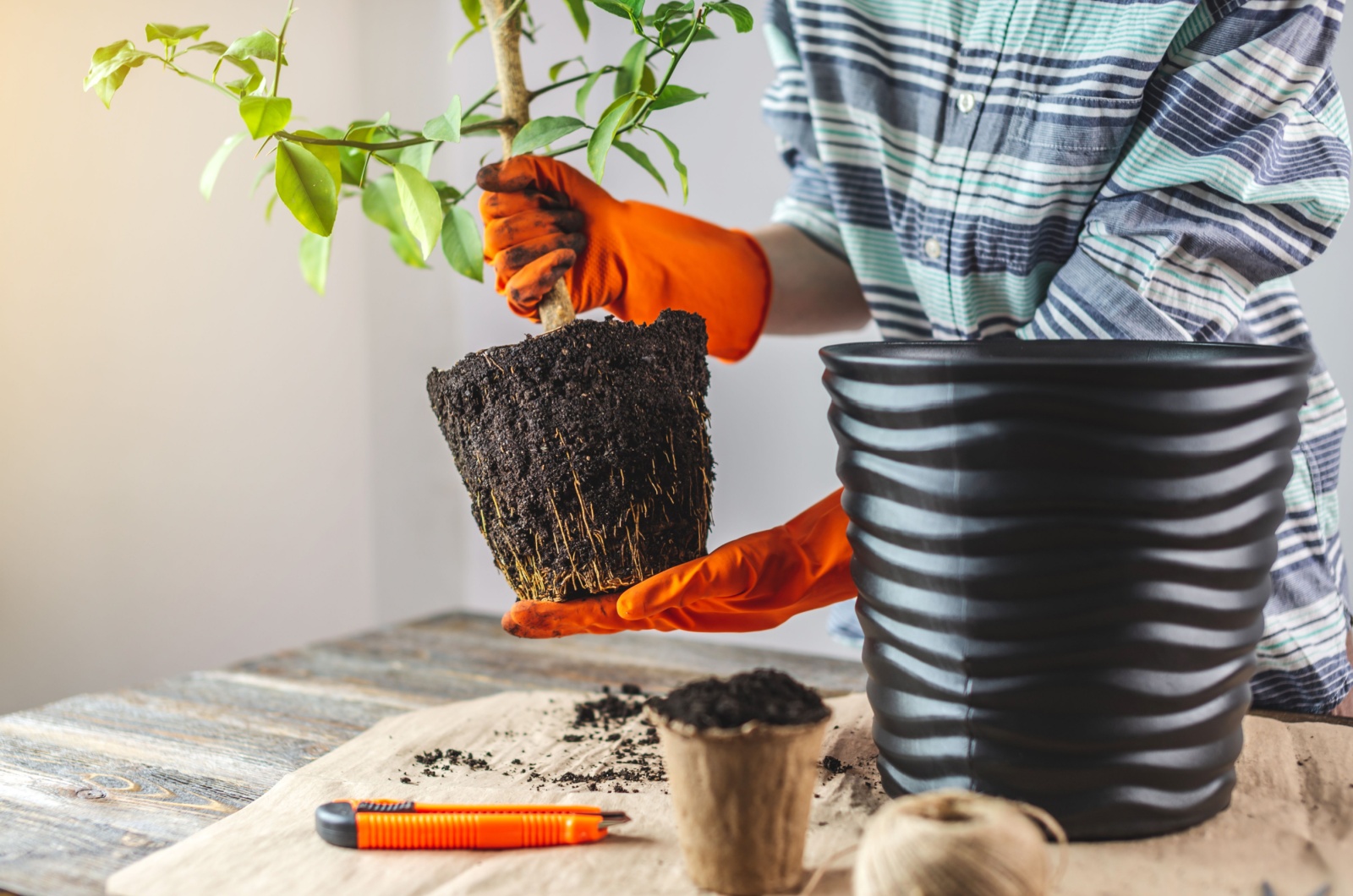 repotting lemon tree