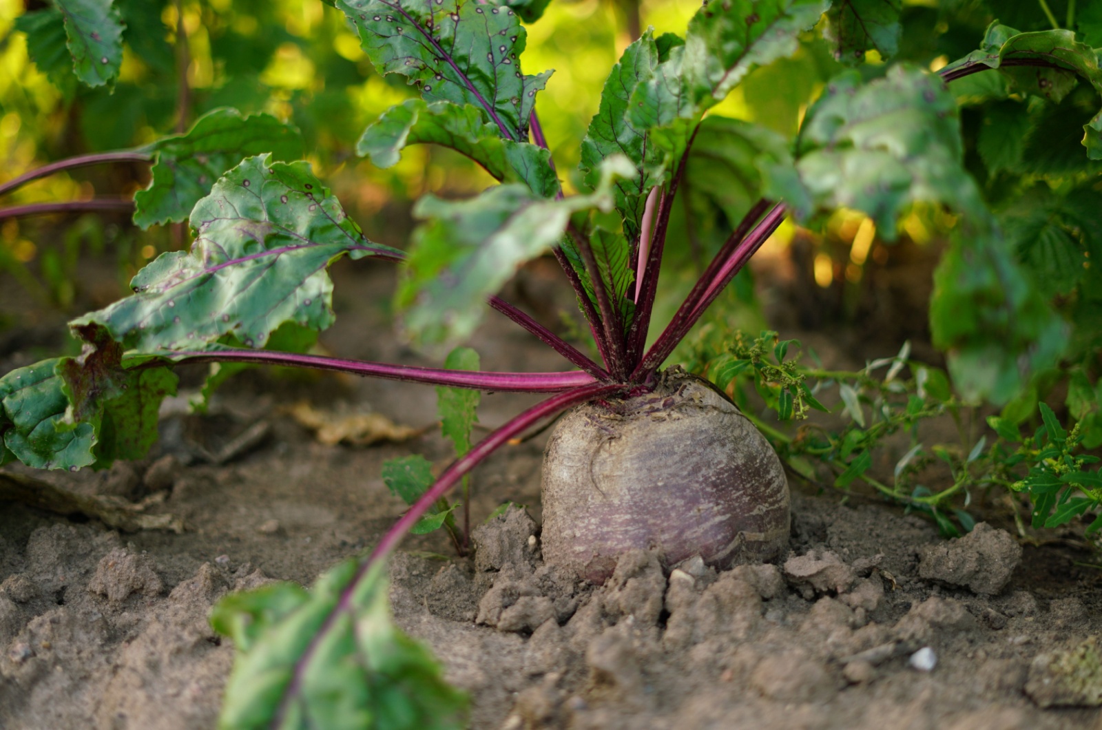 ripe beets