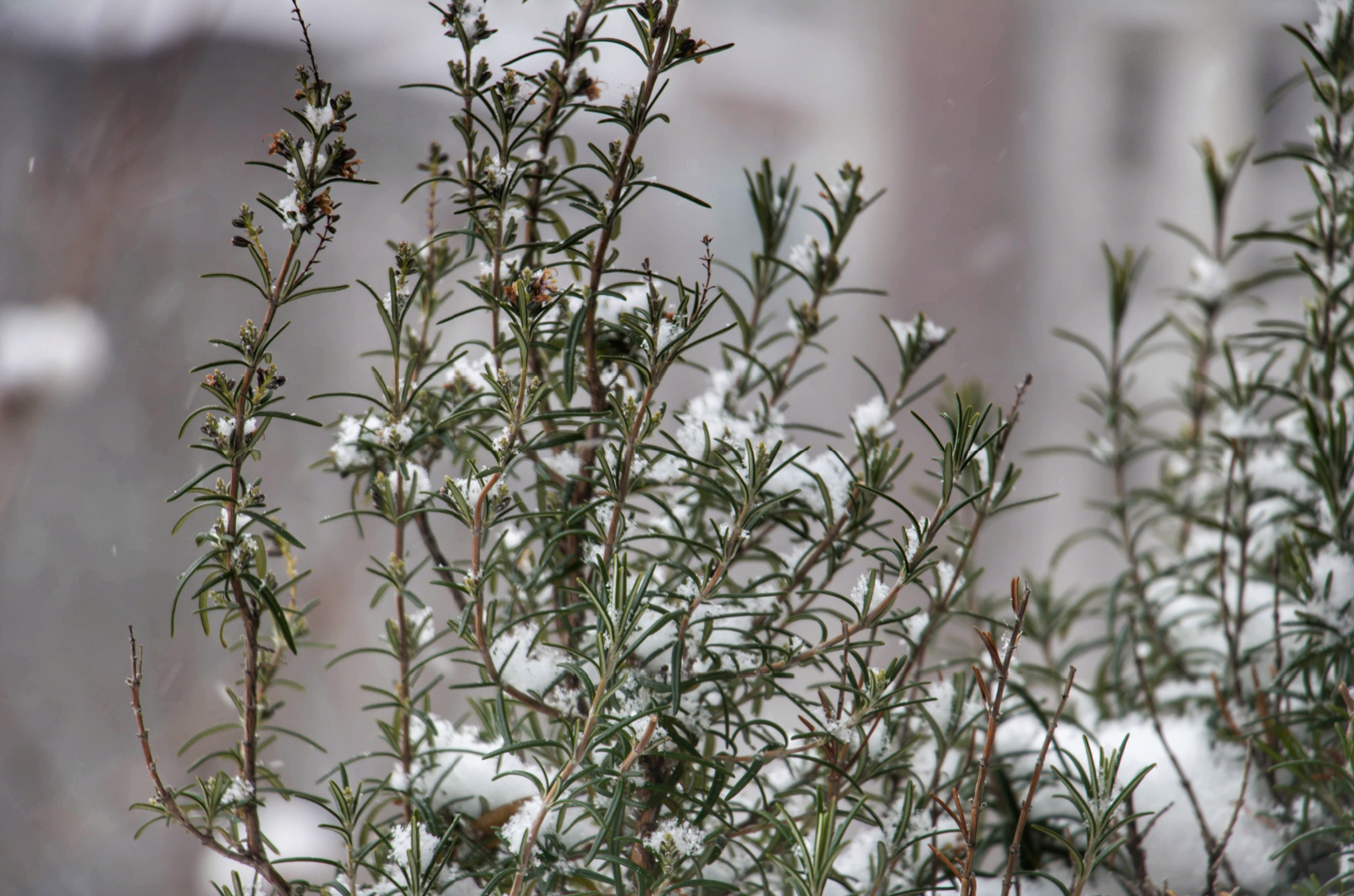 rosemary outdoors in winter