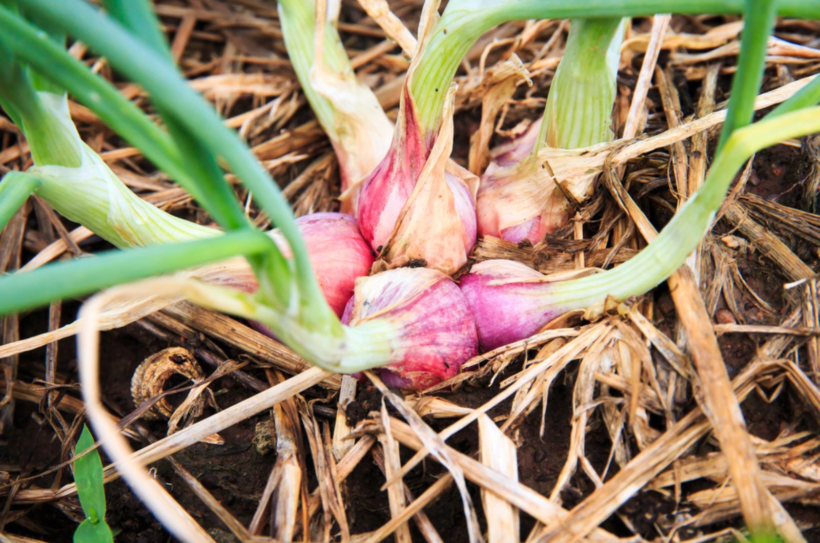 shallots