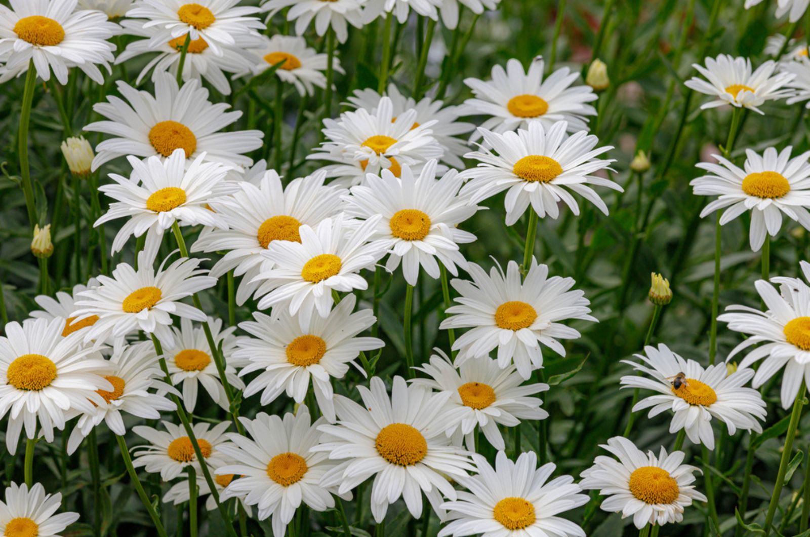 shasta daisies in garden