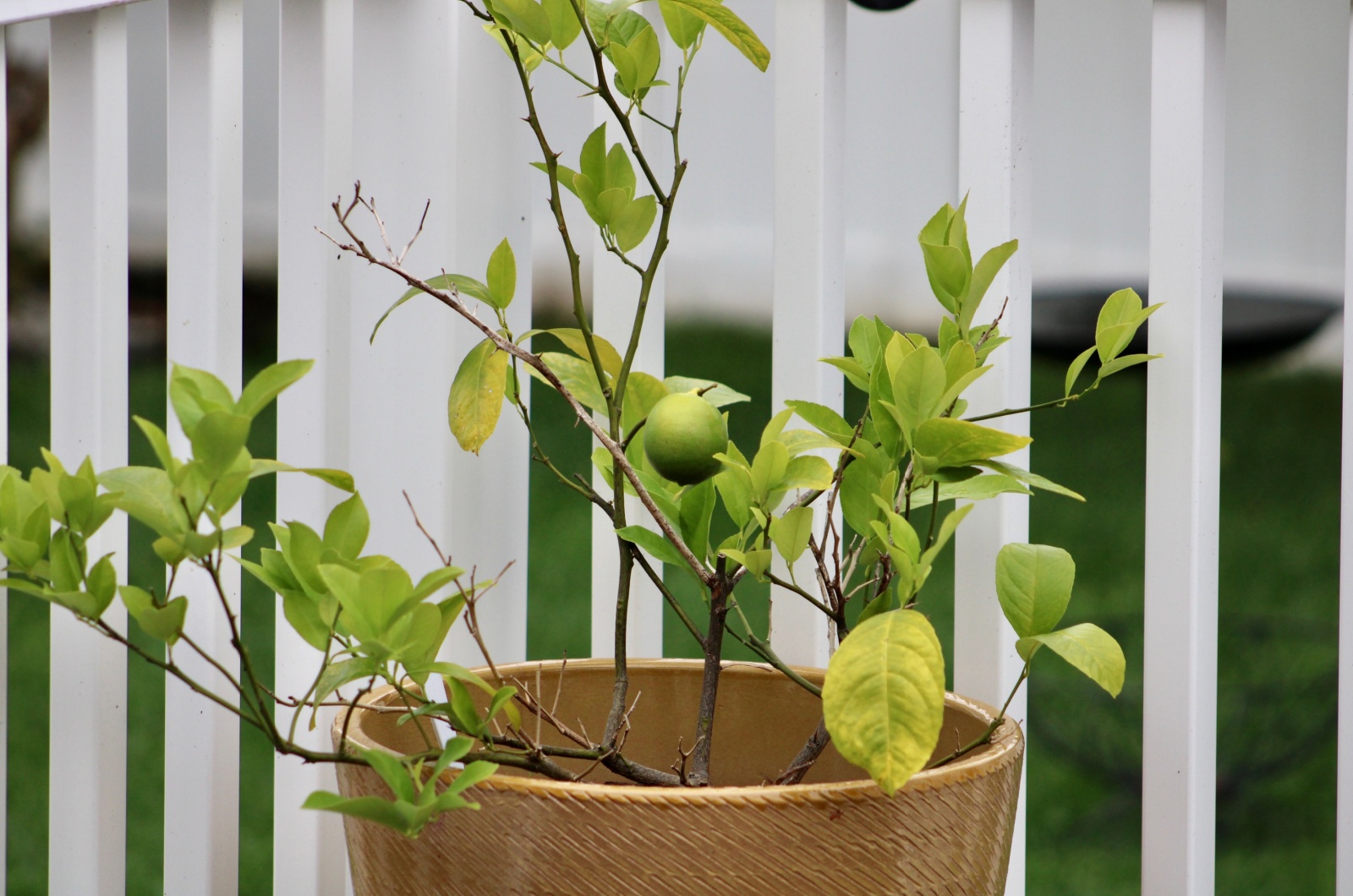 small lemon tree