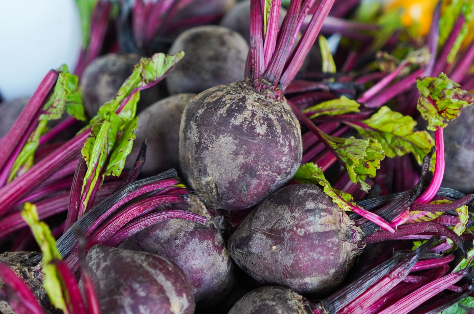 storing beets