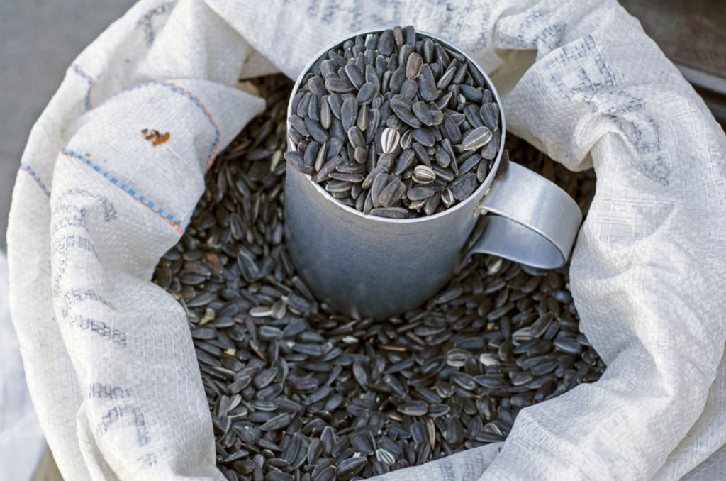 How To Harvest Sunflower Seeds After Blooming