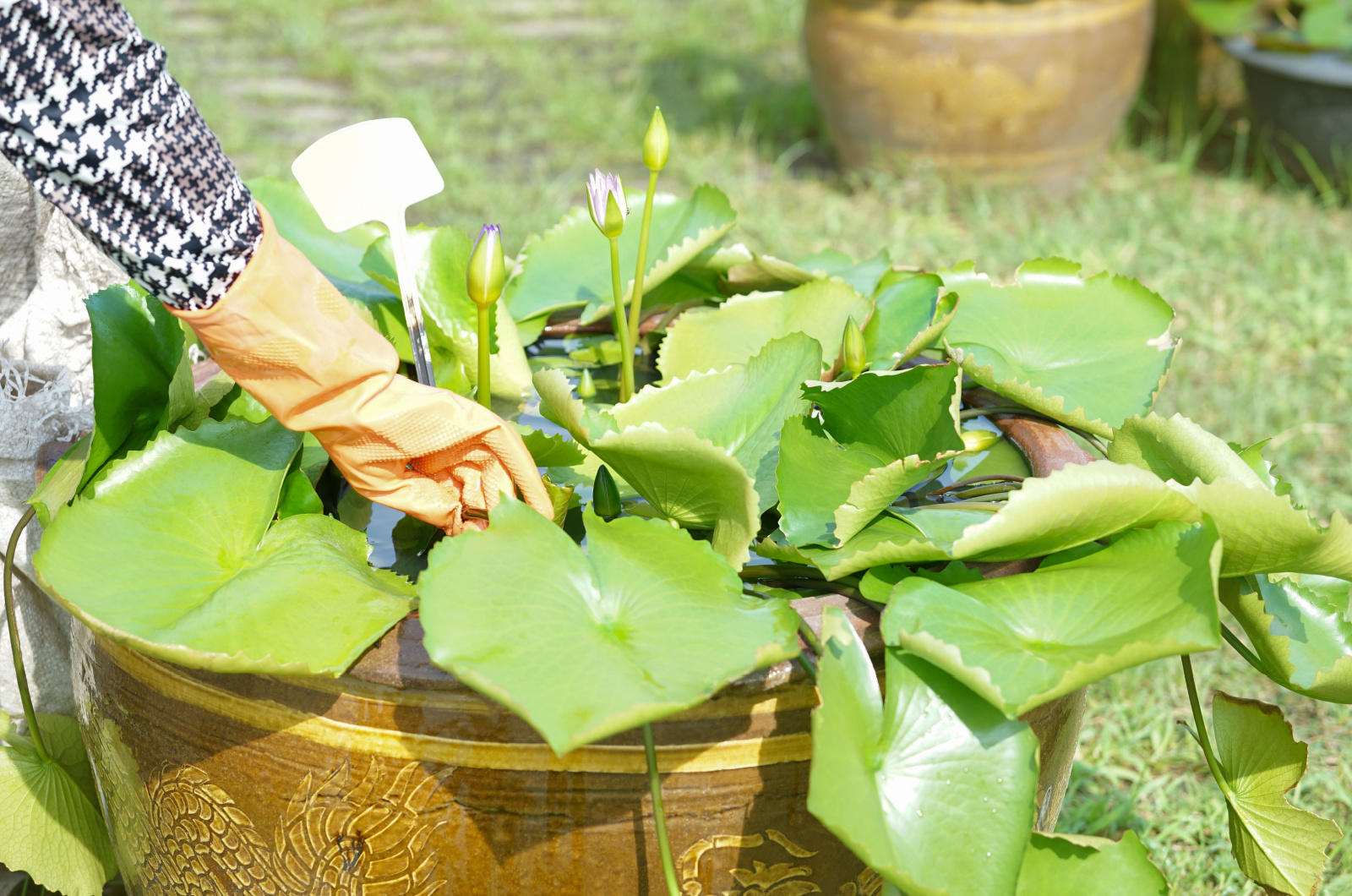 taking care of lotus plant