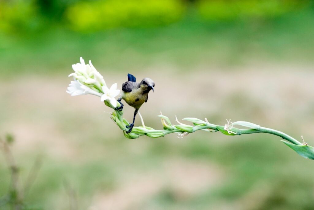 the bird landed on the flowers