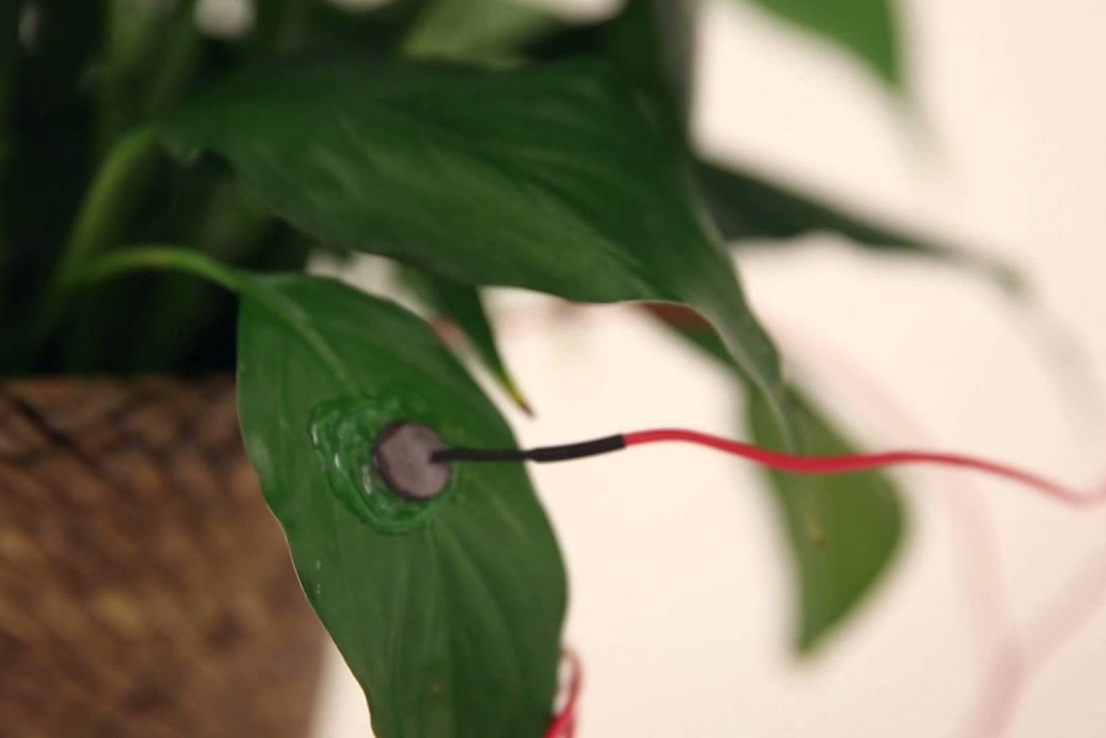 the leaf of a plant that produces sound