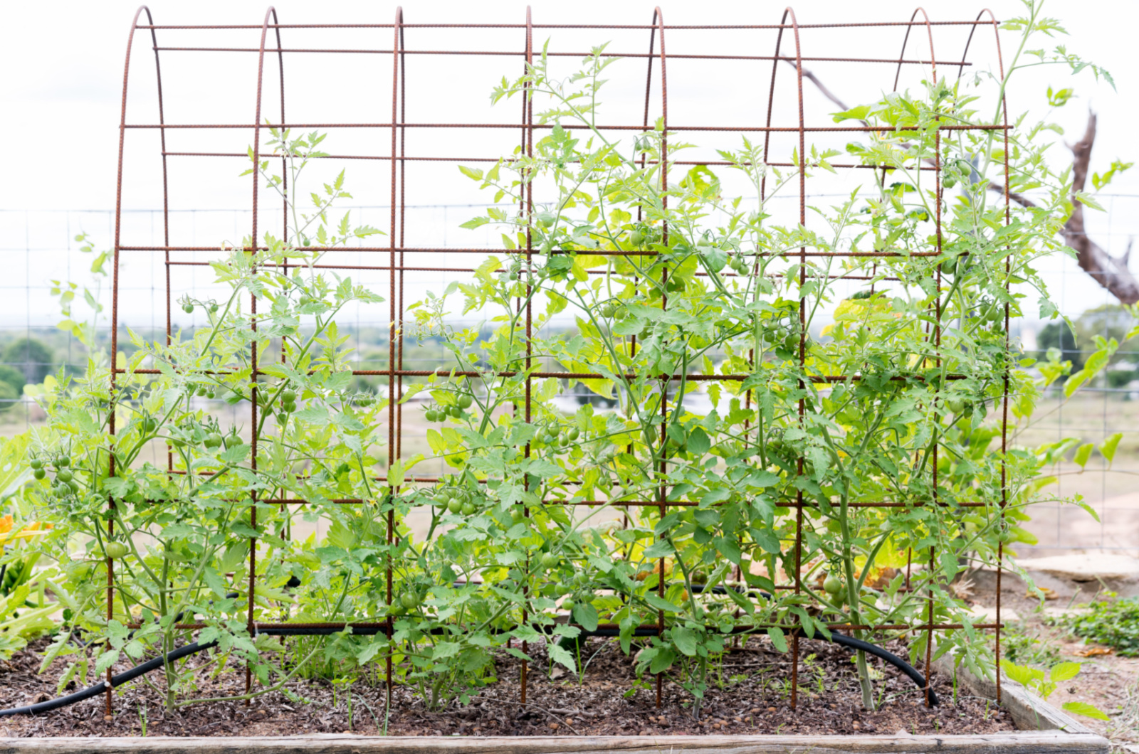 tomatoes on arched trellis